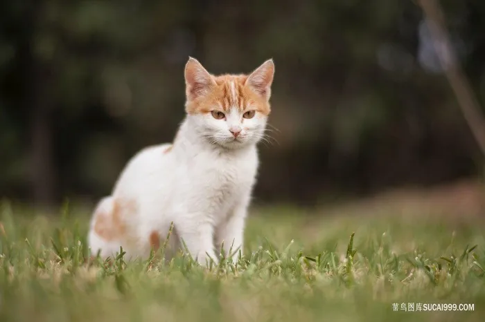 高清田园小猫咪图片