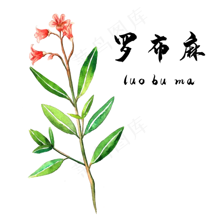 手绘草本中药药材罗布麻