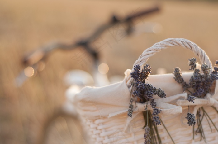 非主流薰衣草单车图片