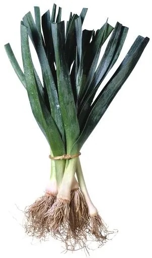 韭菜免抠(1274x2157)