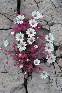 摄影夹缝重生 摄影夹缝重生