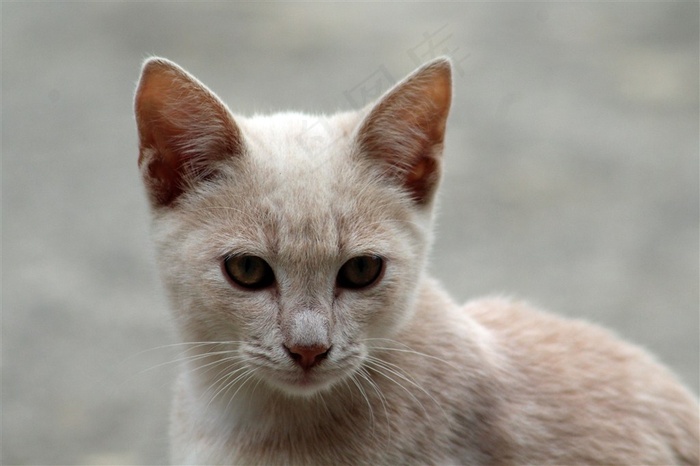 米黄色的猫咪张望