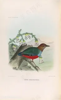 高清松枝树枝上的小鸟油画图片素材 高清松枝树枝上的小鸟油画图片素材