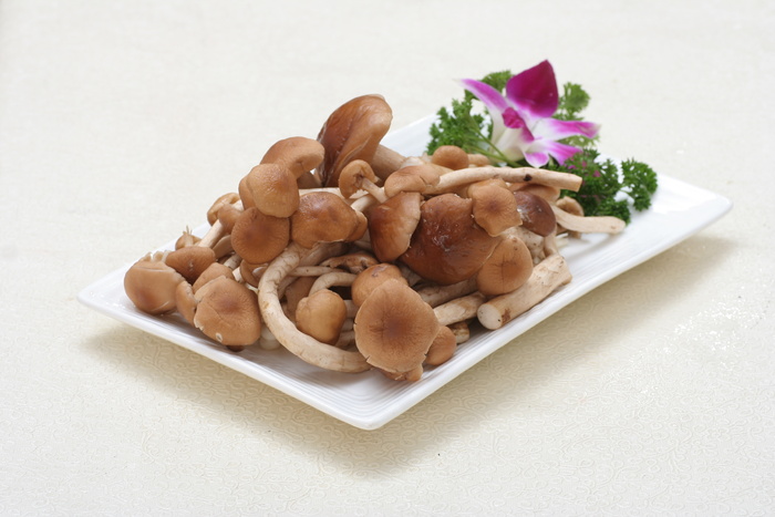 茶树菇