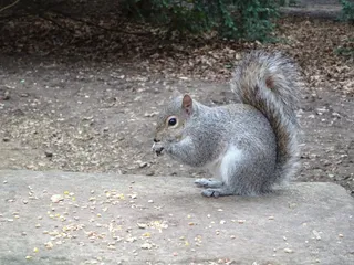 户外可爱小松鼠图片