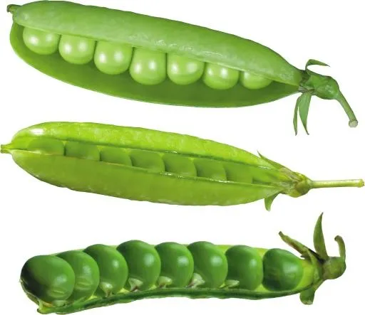 豌豆免抠(3207x2775)
