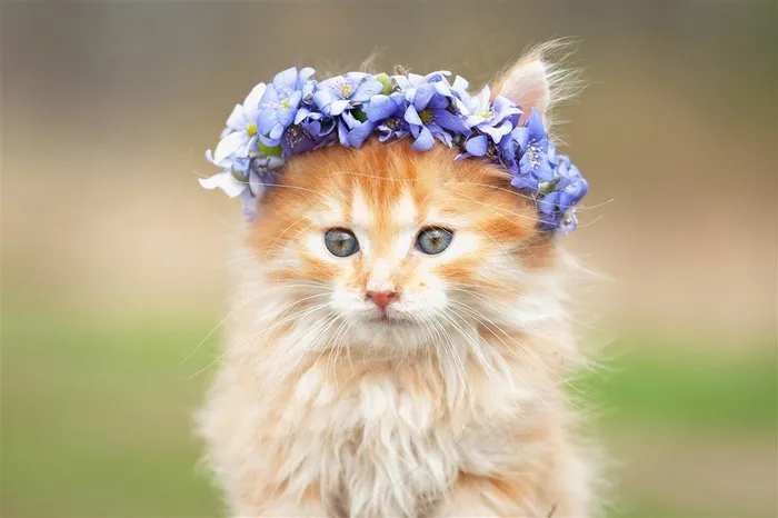 戴花的可爱猫