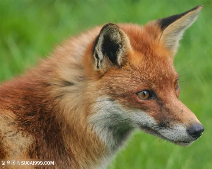 狡猾的小狐狸图片