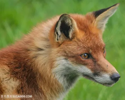 狡猾的小狐狸图片