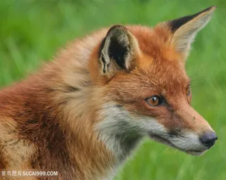 狡猾的小狐狸图片