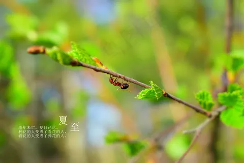 夏至未至经典语录图片 夏至未至经典语录图片