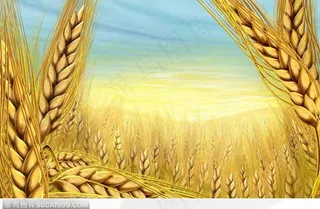 手绘大片金黄色麦田小麦、大麦