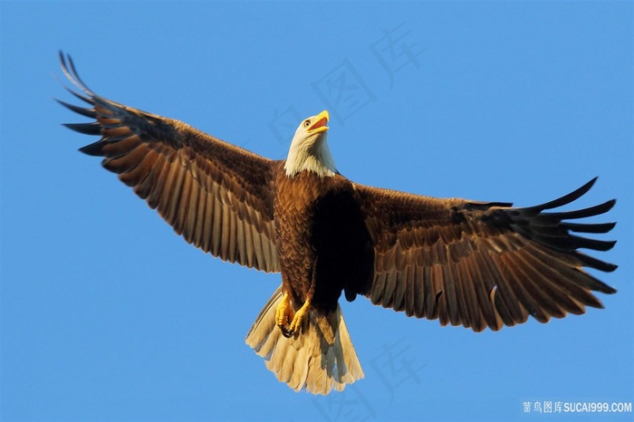 天空飞翔的白头鹰鸟图片