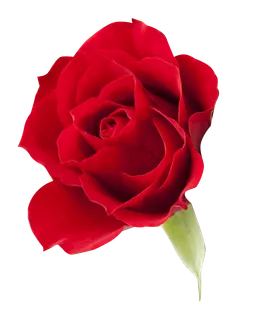 鲜花玫瑰免扣素材