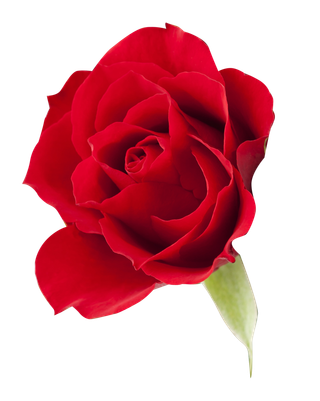 鲜花玫瑰免扣素材