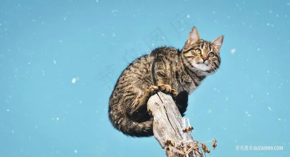 枯木桩上的狸花猫图片