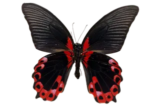 蝴蝶 彩蝶 花蝴蝶 动物 昆虫 免抠