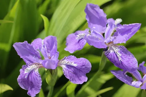 自然花朵鸢尾花图片
