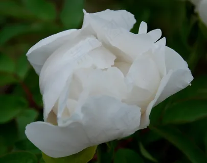 芍药花朵图片下载 芍药花朵图片下载