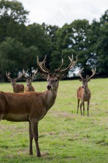 麋鹿的摄影图片