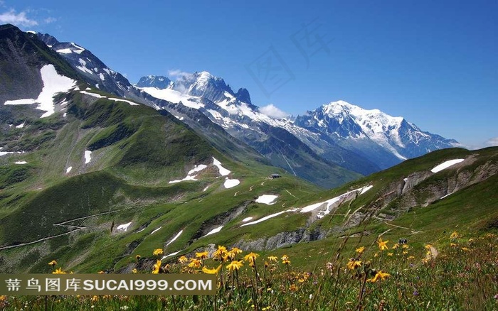 阿尔卑斯山雪山野花美景素材