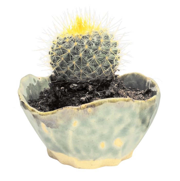 仙人球植物绿色