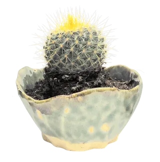 仙人球植物绿色