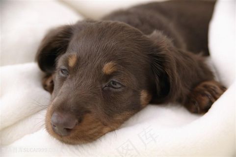 趴着的困意满满的腊肠犬狗狗图片