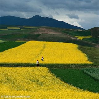 油菜花 风景图片素材