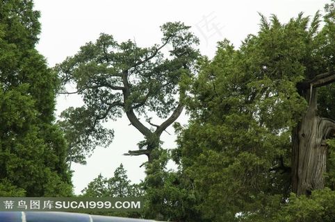 天坛里的古树松柏