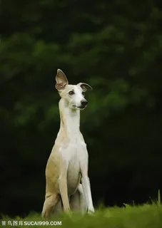 可爱狗狗-张望的白色狗狗