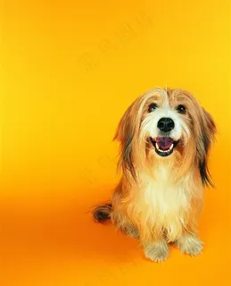 超高清可爱宠物狗狗图片