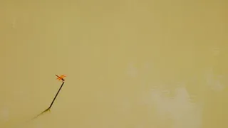 湖边红色蜻蜓特写