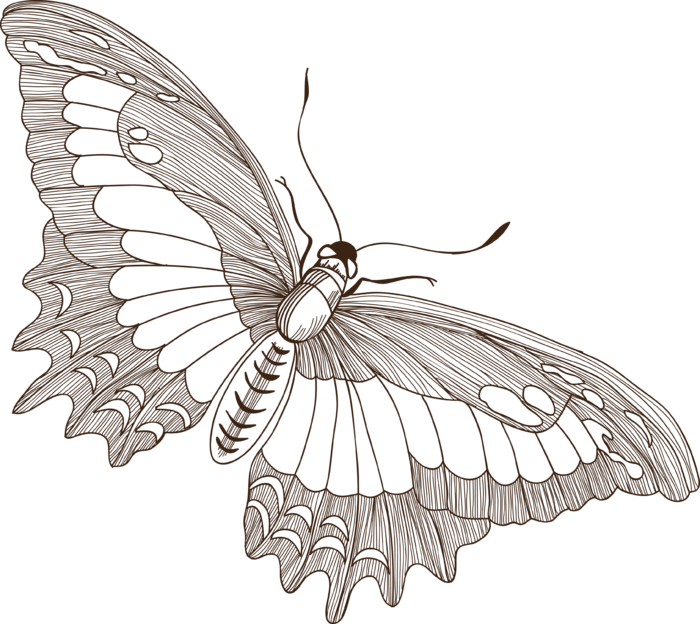 卡通动画动画蝴蝶免扣PNG手绘插画图片素材 (150)