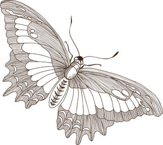 卡通动画动画蝴蝶免扣PNG手绘插画图片素材 (150)