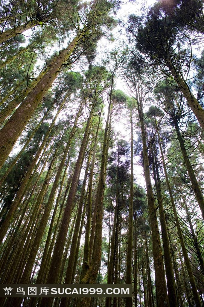 阿里山迷人森林风景