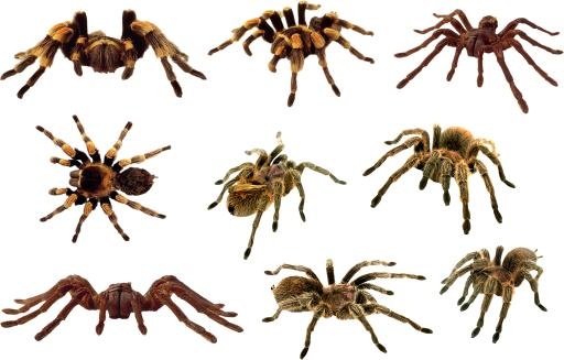 蜘蛛PNG图像免抠