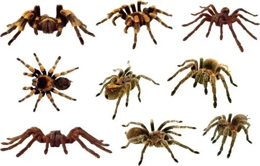 蜘蛛PNG图像免抠(2353x1505)