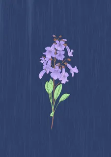 蓝色紫花泡桐简约画册背景图