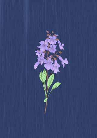 蓝色紫花泡桐简约画册背景图