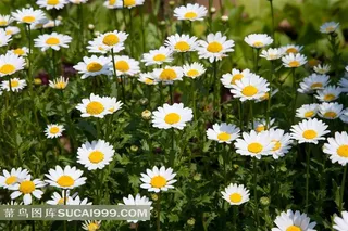 雏菊花海花田摄影图