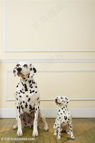 可爱的大小斑点狗狗图片