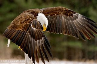 飞翔的老鹰图片