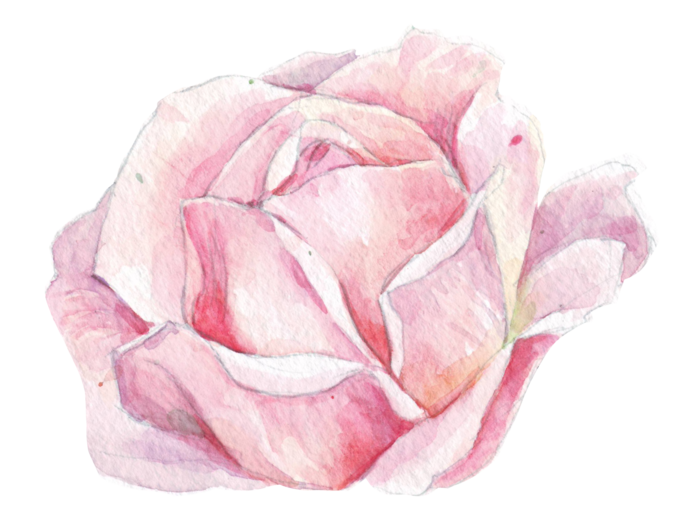 鲜花玫瑰免扣素材