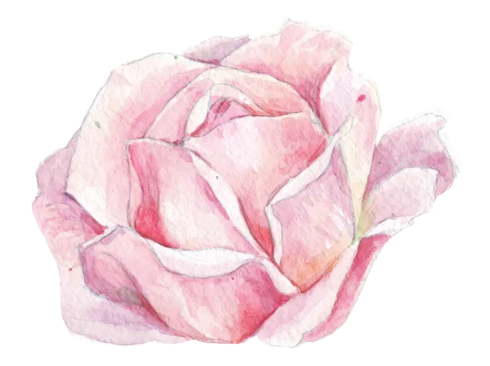 鲜花玫瑰免扣素材