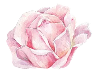 鲜花玫瑰免扣素材