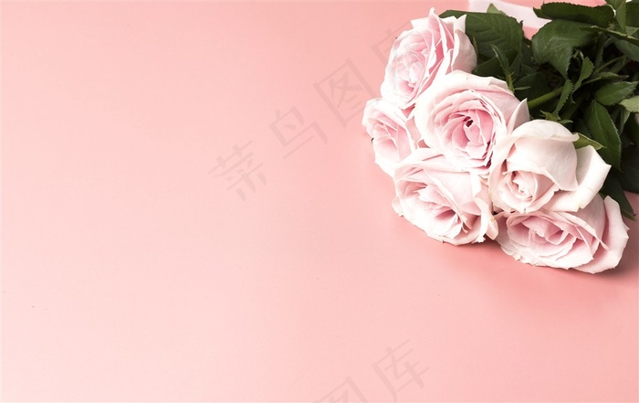 情人节玫瑰花
