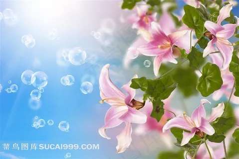 美丽的百合花 美丽的百合花