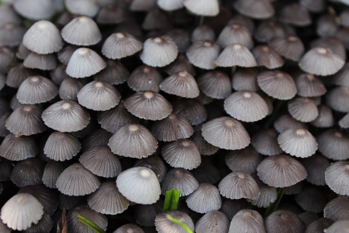 小蘑菇背景图片