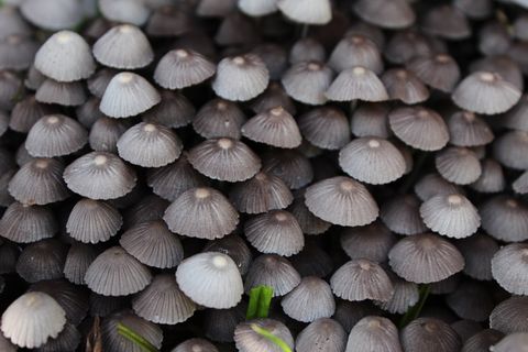 小蘑菇背景图片